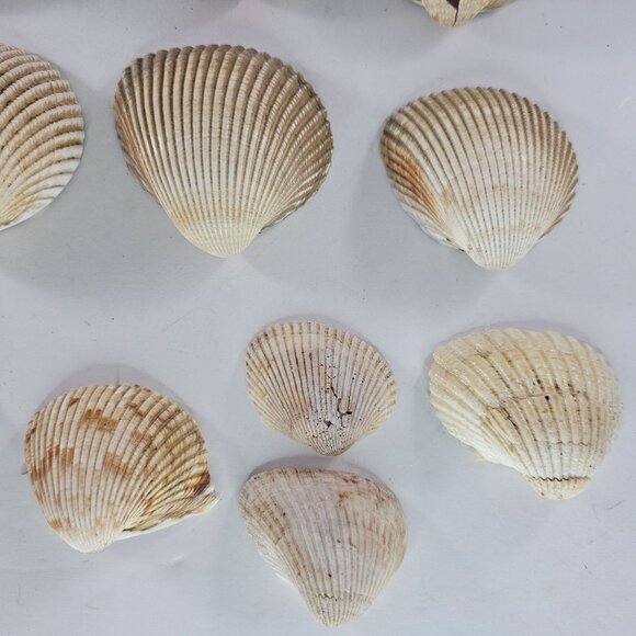 Atlantic Giant Cockle Shells Assorted Natural Sea Shells Crafts Aquariums Decor - Picture 4 of 8